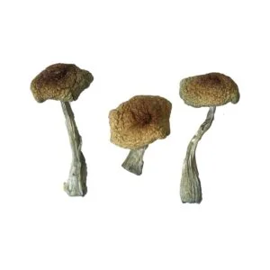 Psilocybe Aztecorum Magic Mushroom